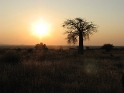 Tanzania-baobab sunset 2